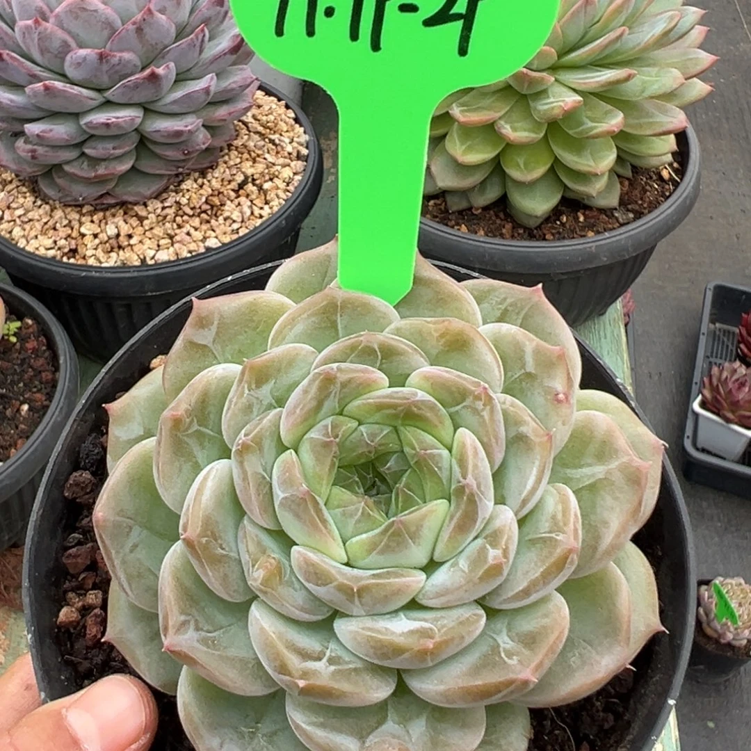 1119-29，111111111