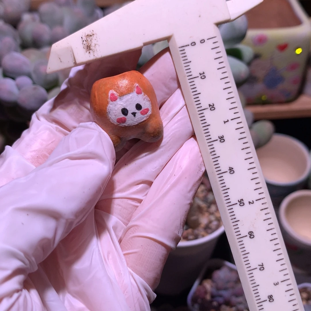 小兔子花盆可爱可爱