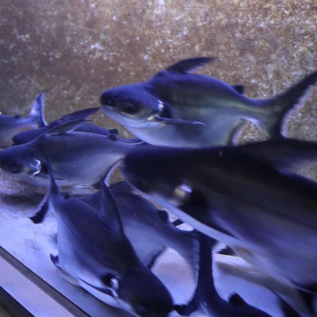 观赏鱼劳伦迪球鲨，可混养好饲养，30公分中型观赏鱼，包邮包损