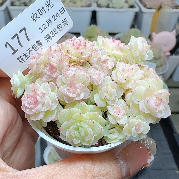 1224-177fm-202麦杆