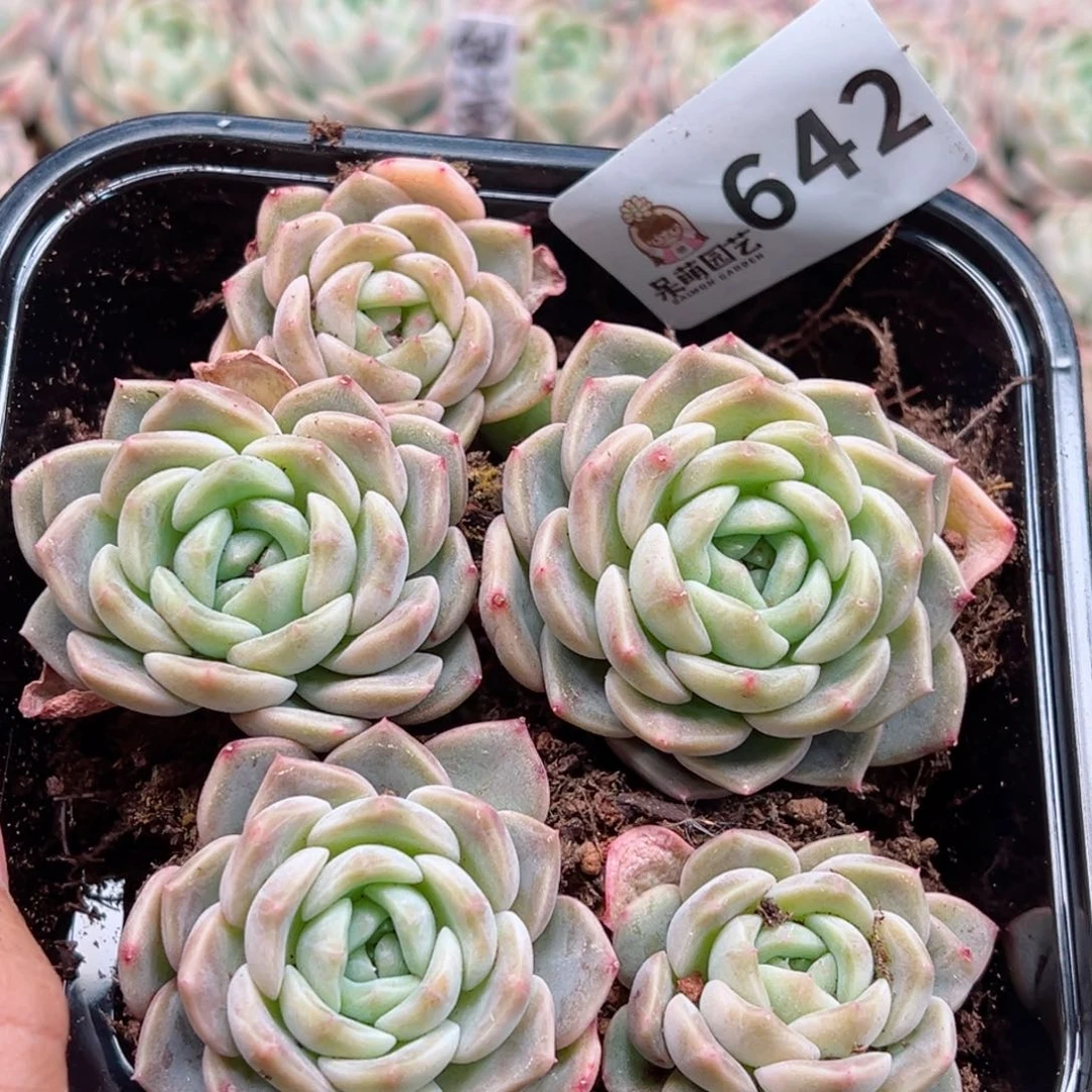 多肉植物多肉植物