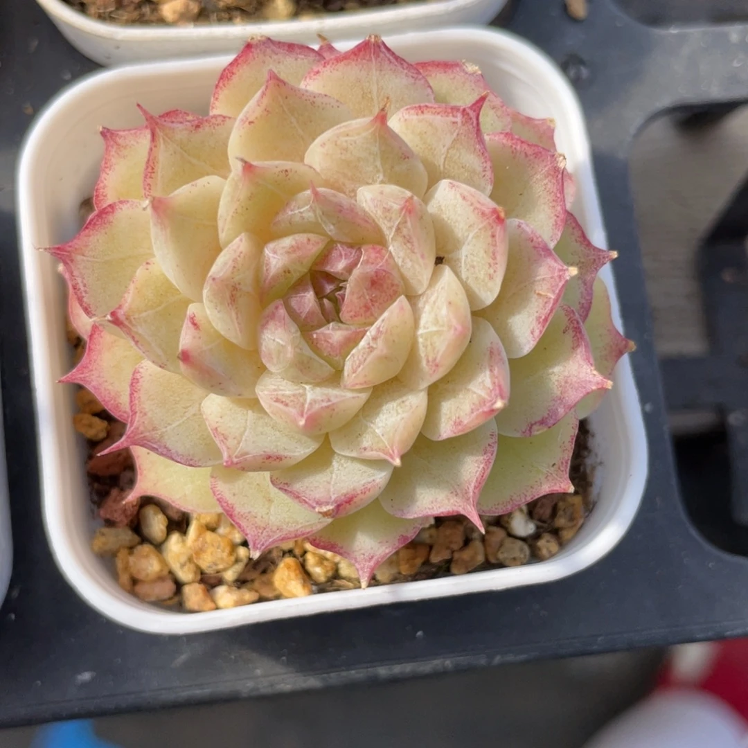 优选女王多肉福利1803