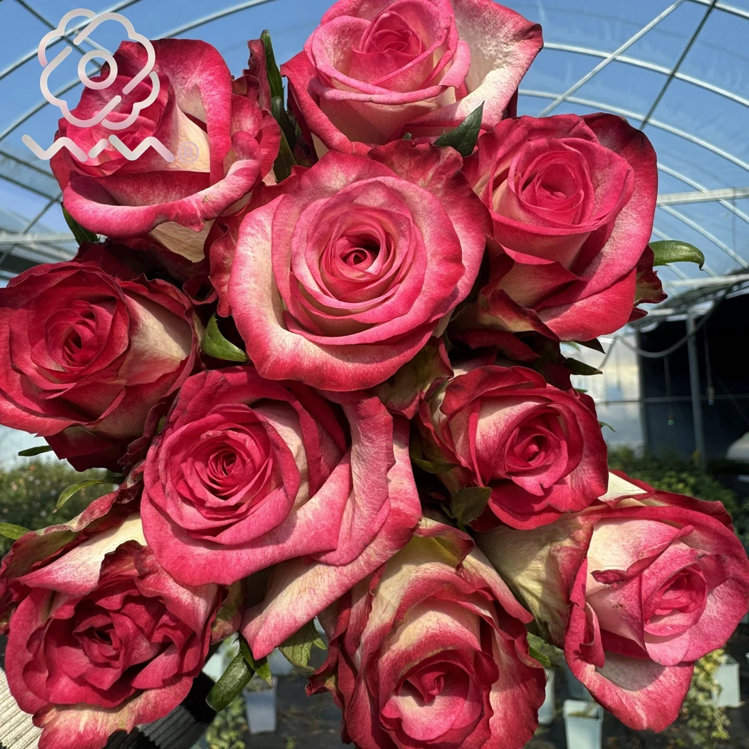 老磨盘【树莓冰沙】月季