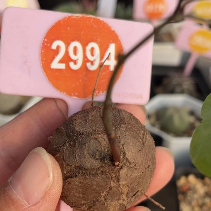 南非龟甲龙2994000000