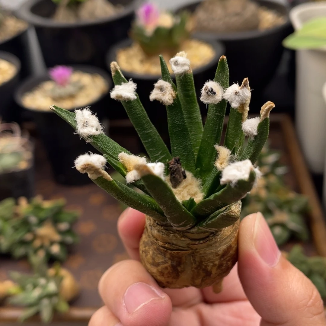 龙舌兰牡丹一一一一