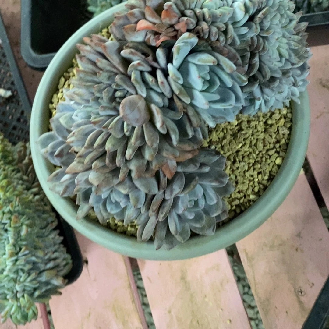 S***y小虎多肉一物一拍星影