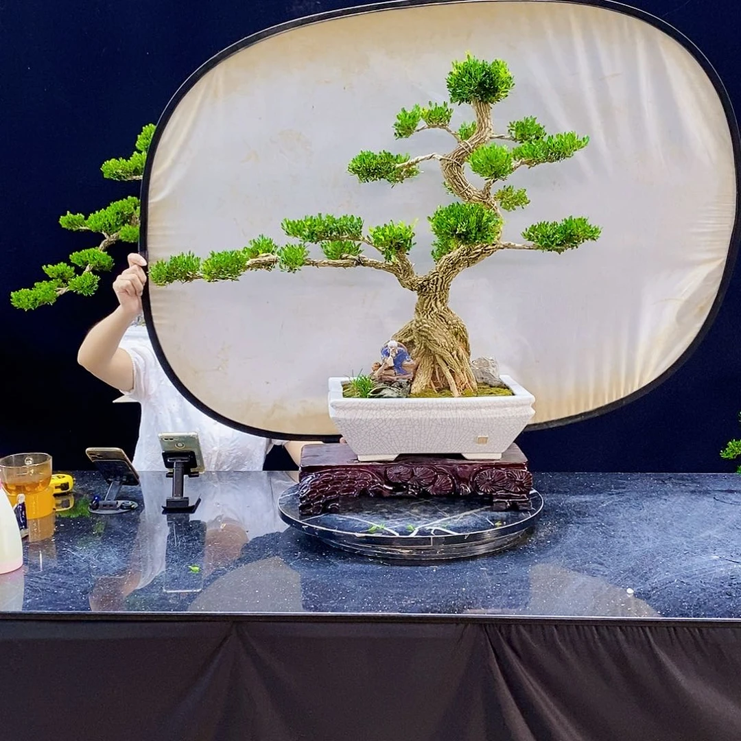无花朵精品黄杨盆景