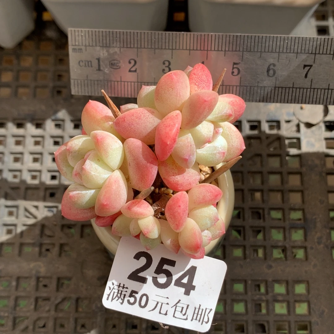 254。小树冰玉五头小脸。