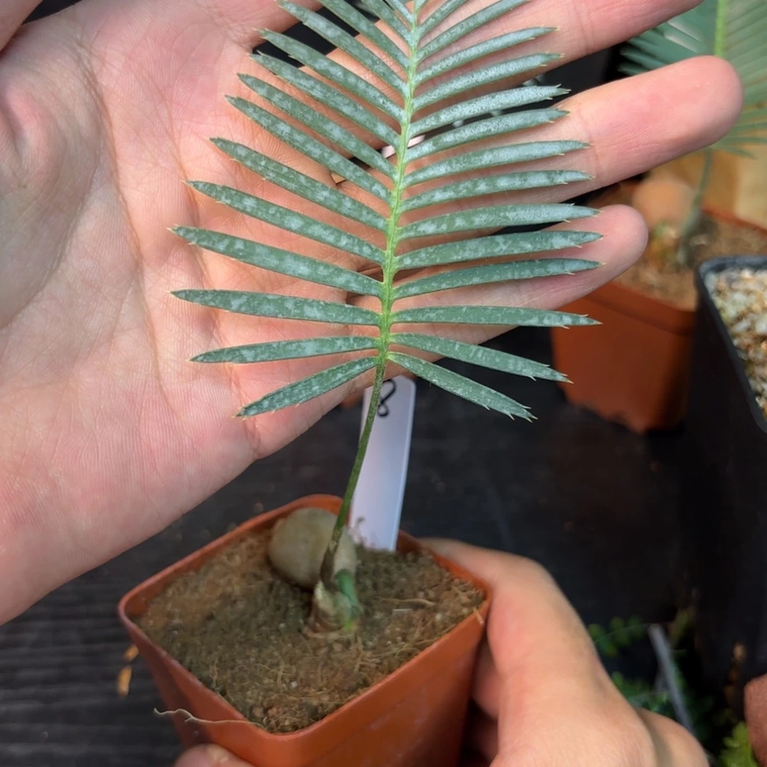 十*秋鱼骨双子铁哈哈哈哈哈哈哈