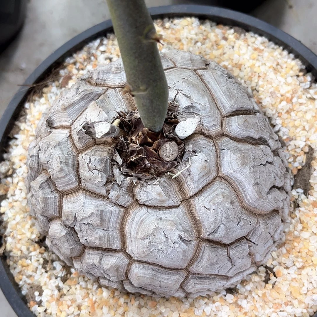 潮流植物 龟甲龙 白皮