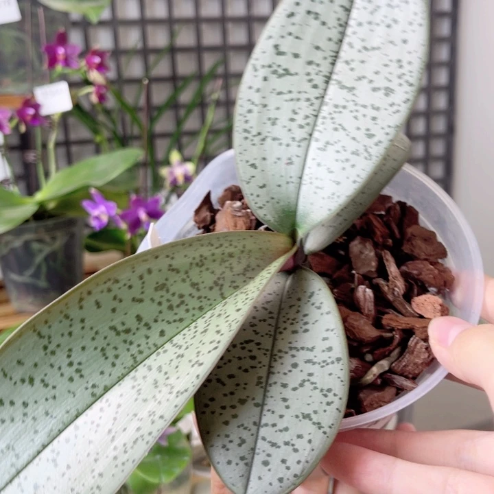 完全开放玉兔-437