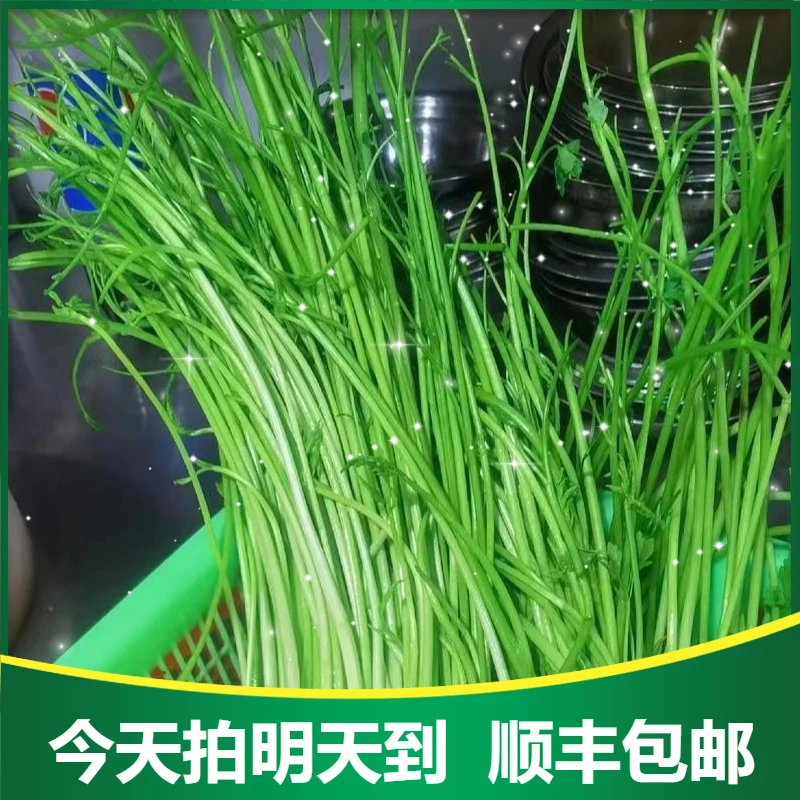 湖南水芹菜 400g±20g