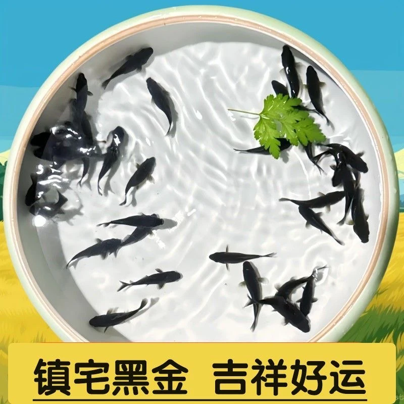 好养易活乌金黑草黑色鱼全黑风水观赏鱼活体冷水淡水草金鱼