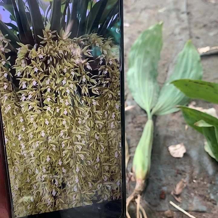 当前无花栽培后可以开花泰国香花贝母兰2路苗