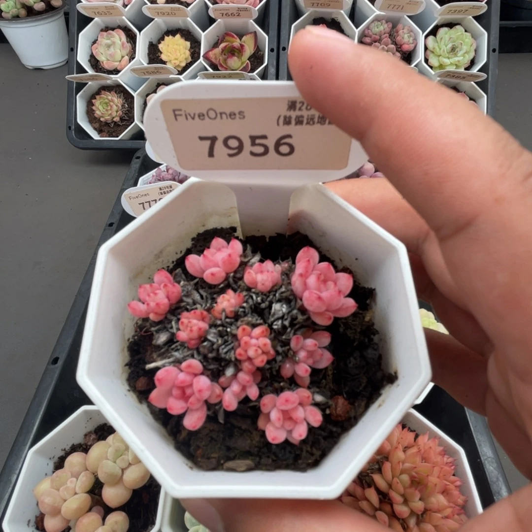 7956可爱泡泡4.5厘米
