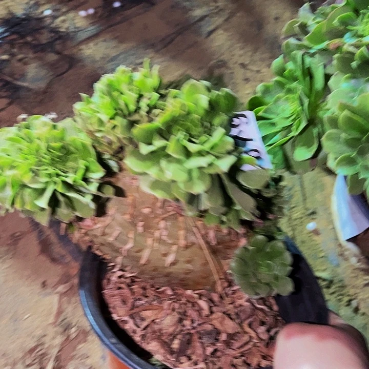 679绿羊绒多肉植物处理不售后缀化