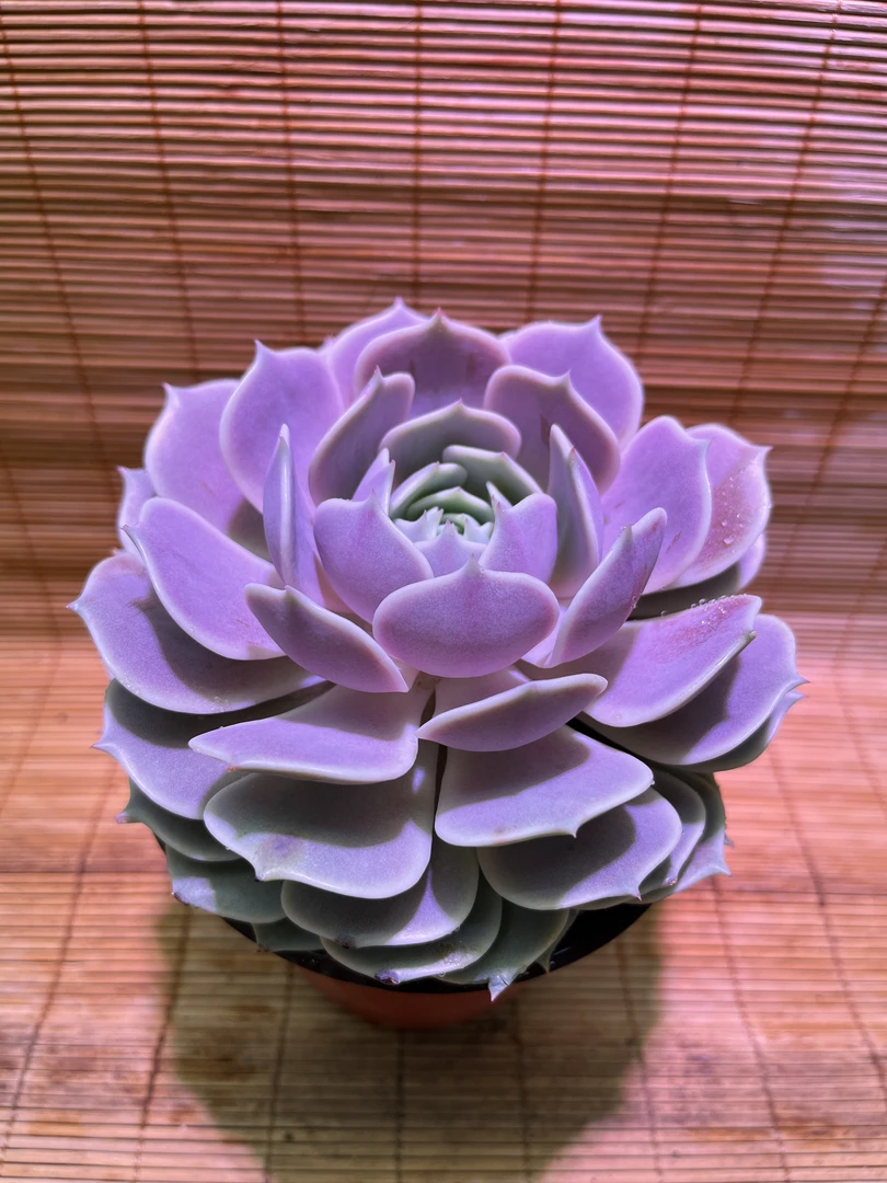 露娜莲  拍一发三 带盆带土
