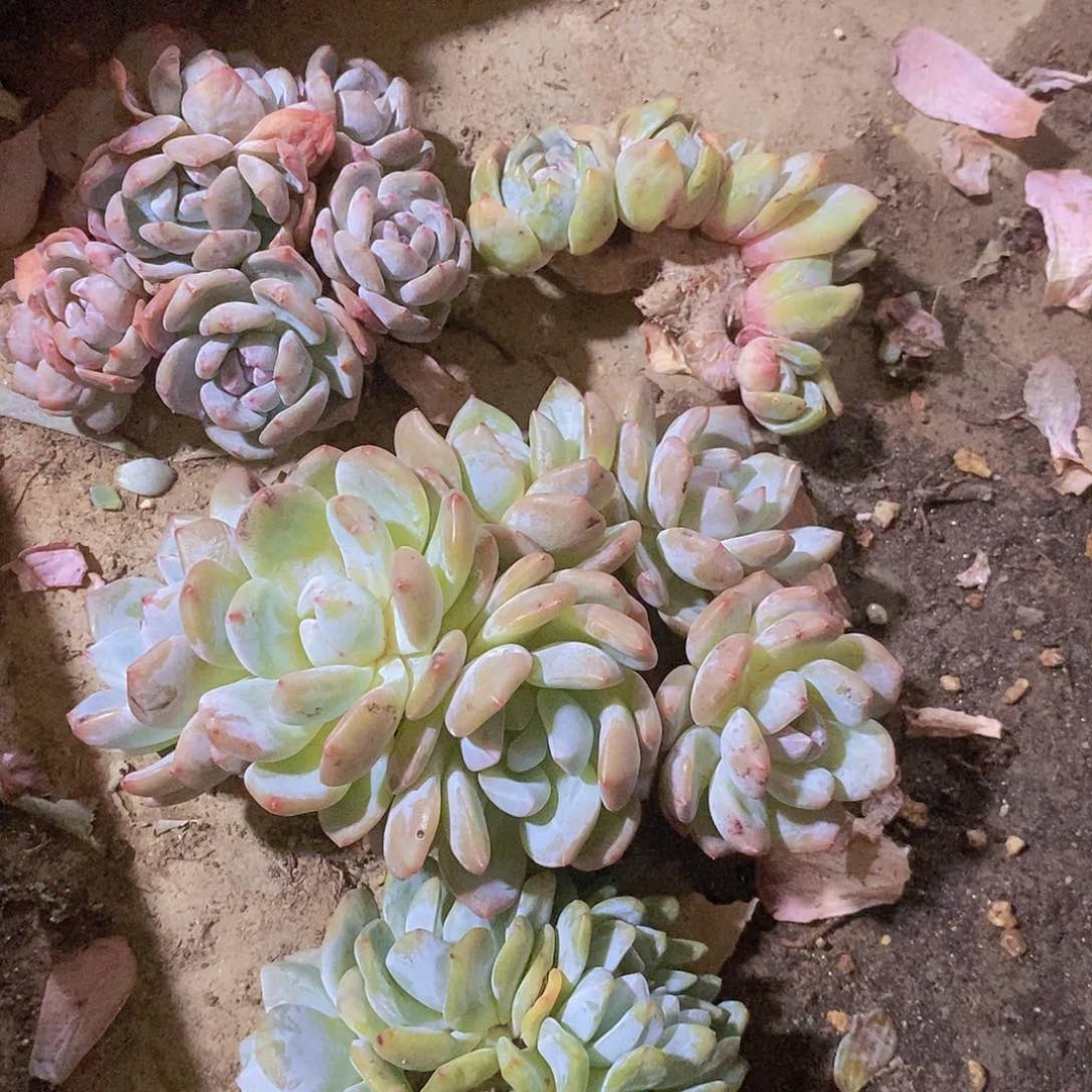 昀****橙子