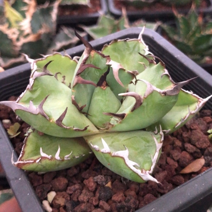 黑鲸仁王冠龙舌兰