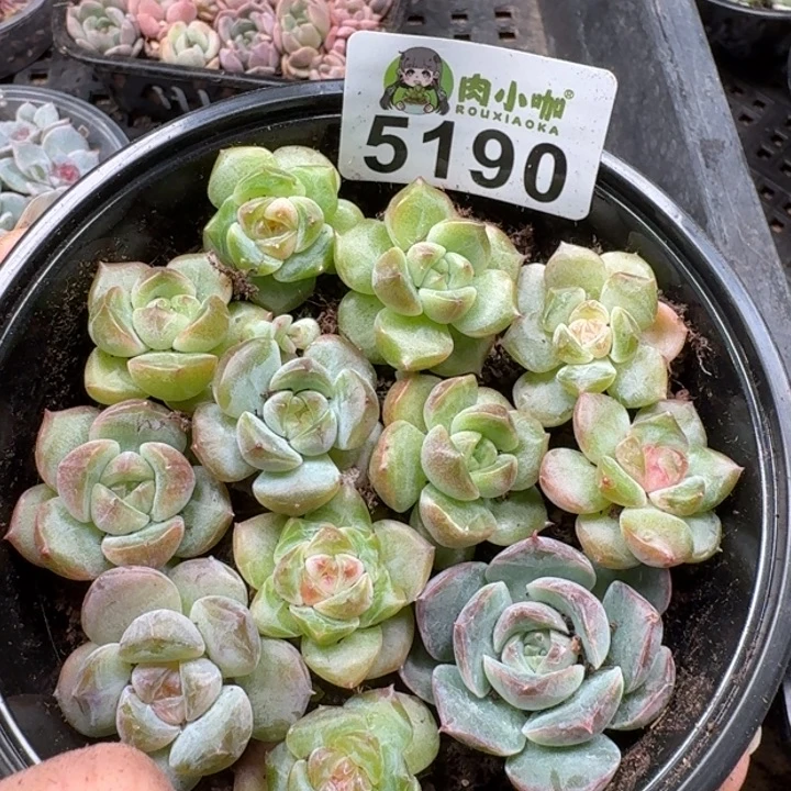 多肉植物多肉植物