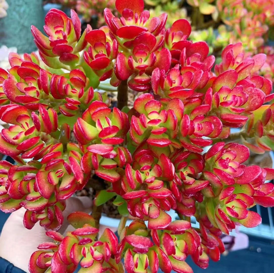 XX 玉树  多肉植物 好养 喜阳 基地直发