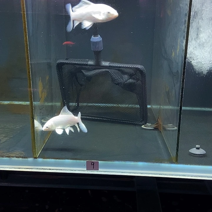 蝴蝶鲤爱*9号蝴蝶鲤