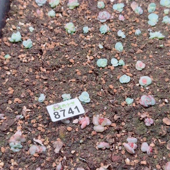 丁***霞多肉植物多肉植物