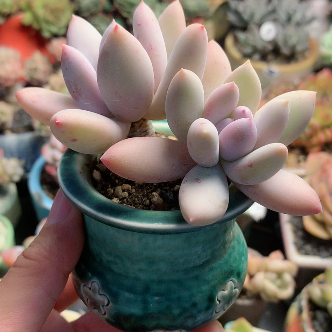 【闪购商品】悄**笑悄然微笑带盆