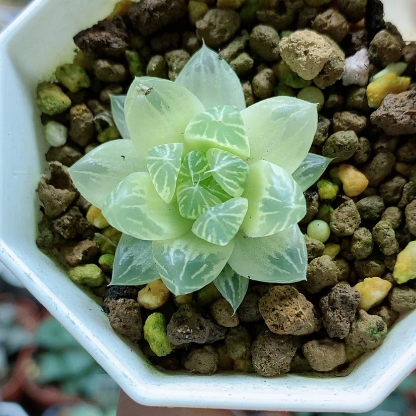 【闪购商品】106糊斑花火玉露锦