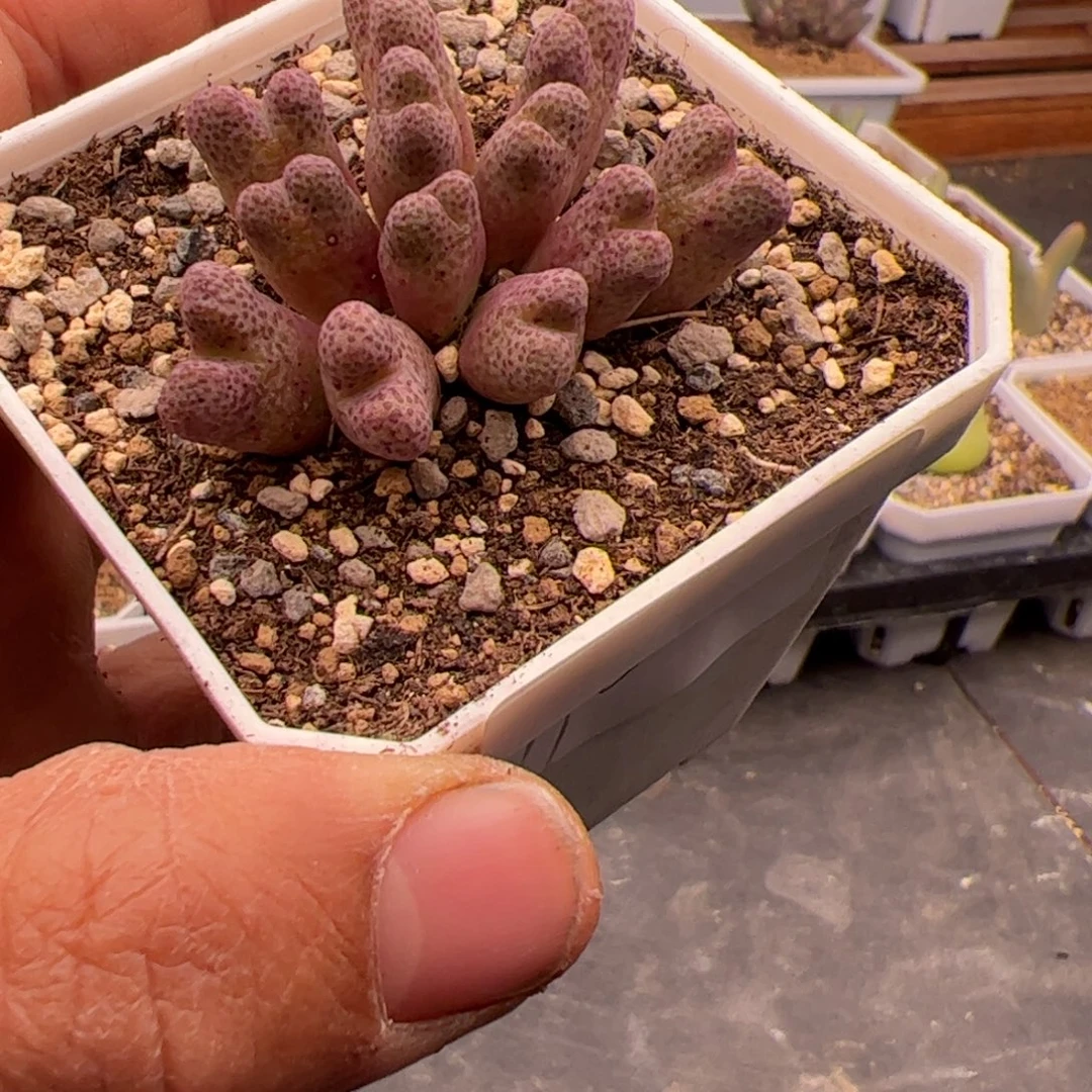12.27日系大型斑马多肉植物112
