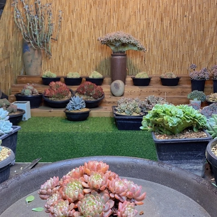 喝***茶鹿角海棠多肉植物多肉