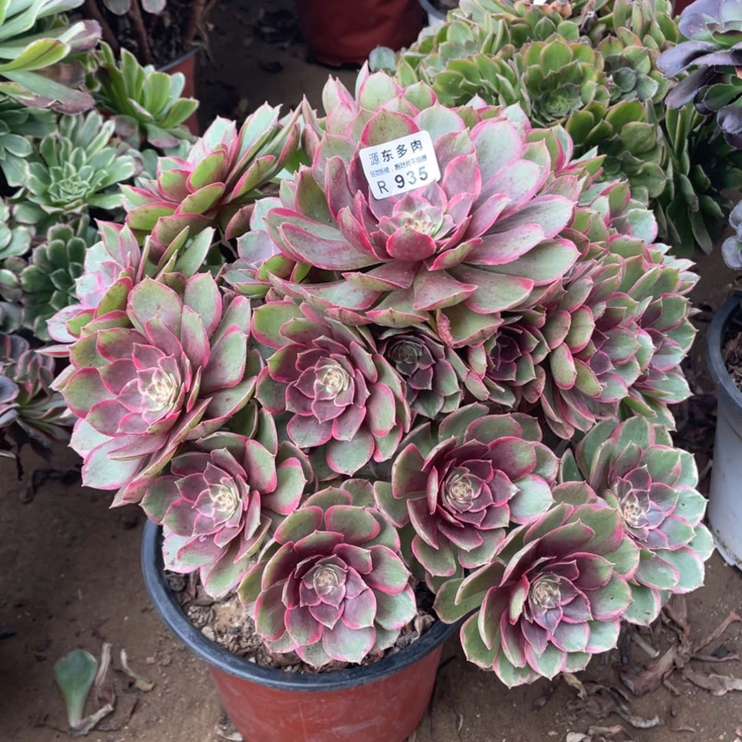 935粉花妖多肉法师断枝不包