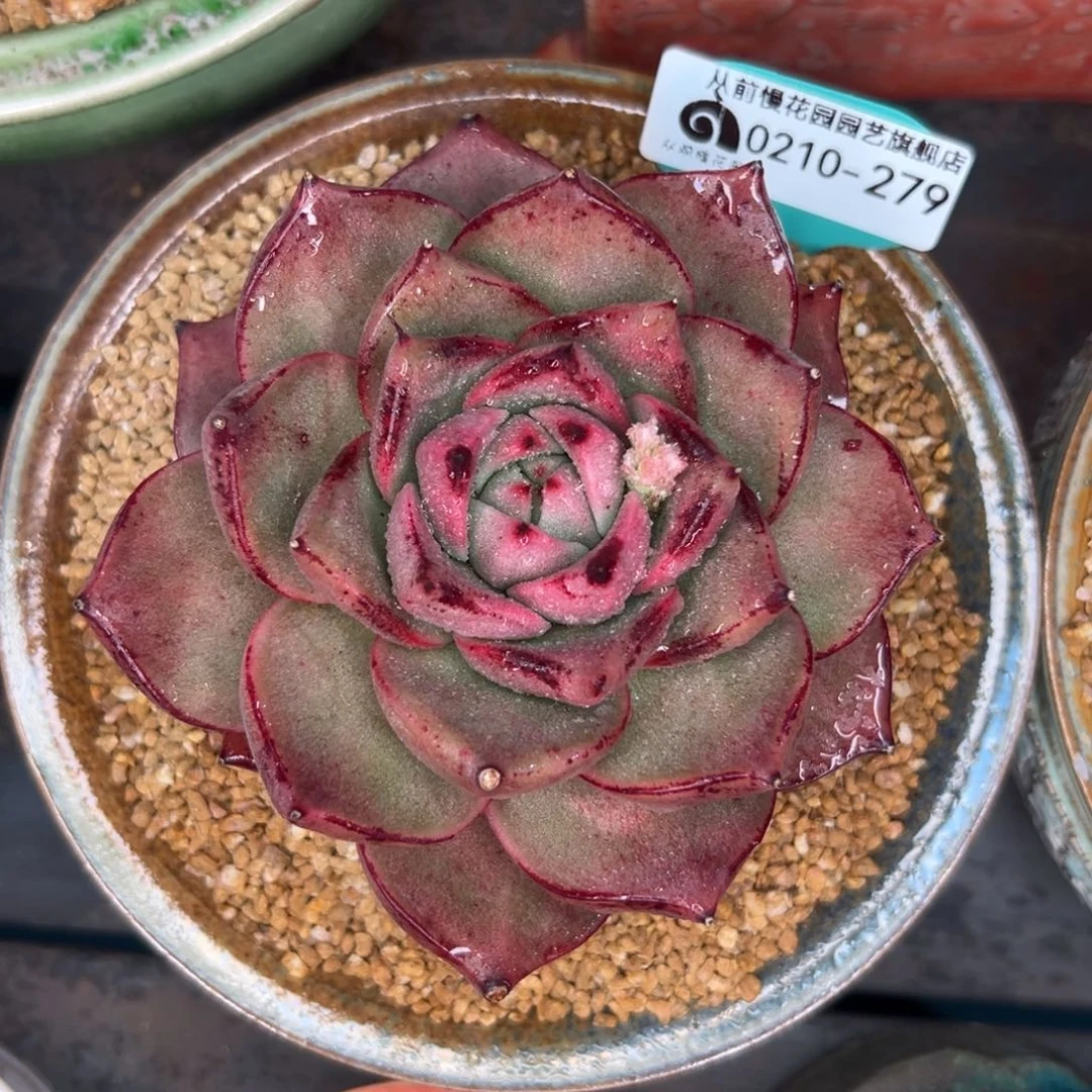 多肉一物一拍0210-279