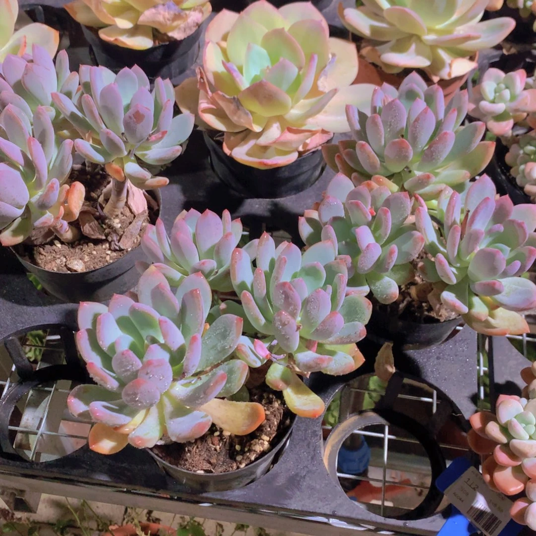 灰姑娘无砍群生包邮