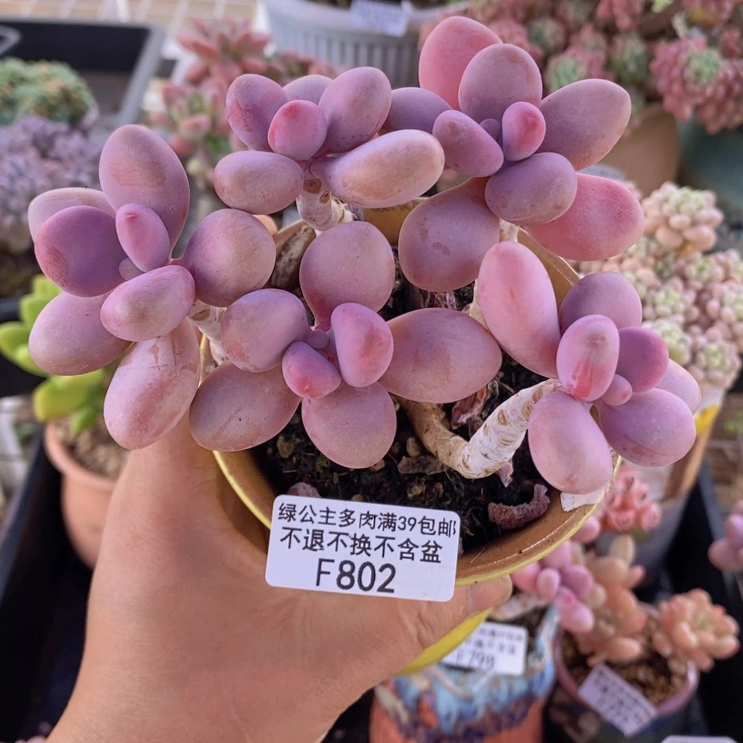 糖果桃蛋老桩10vm802多肉植物