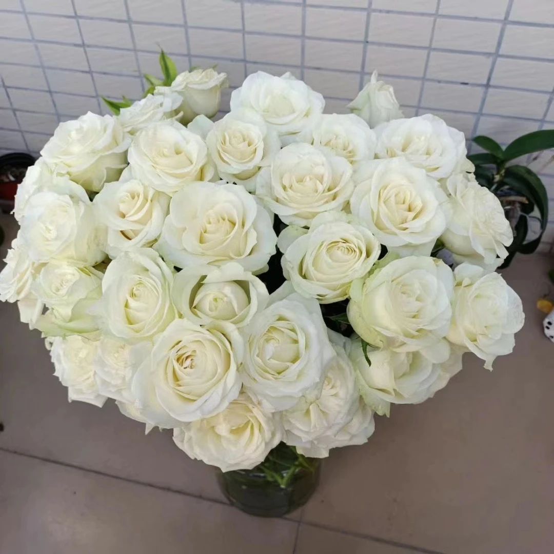 白雪山玫瑰10枝+配草   云南昆明基地直发