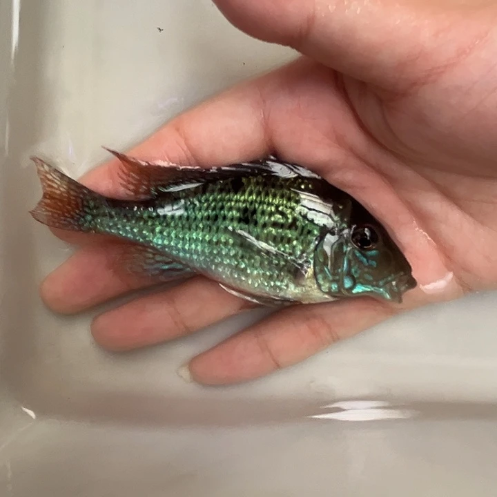 慈鲷鱼 9+首发F1荧光绿关刀1只