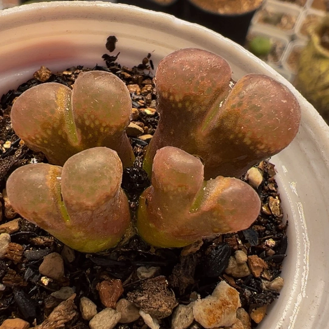752多肉植物种类多样