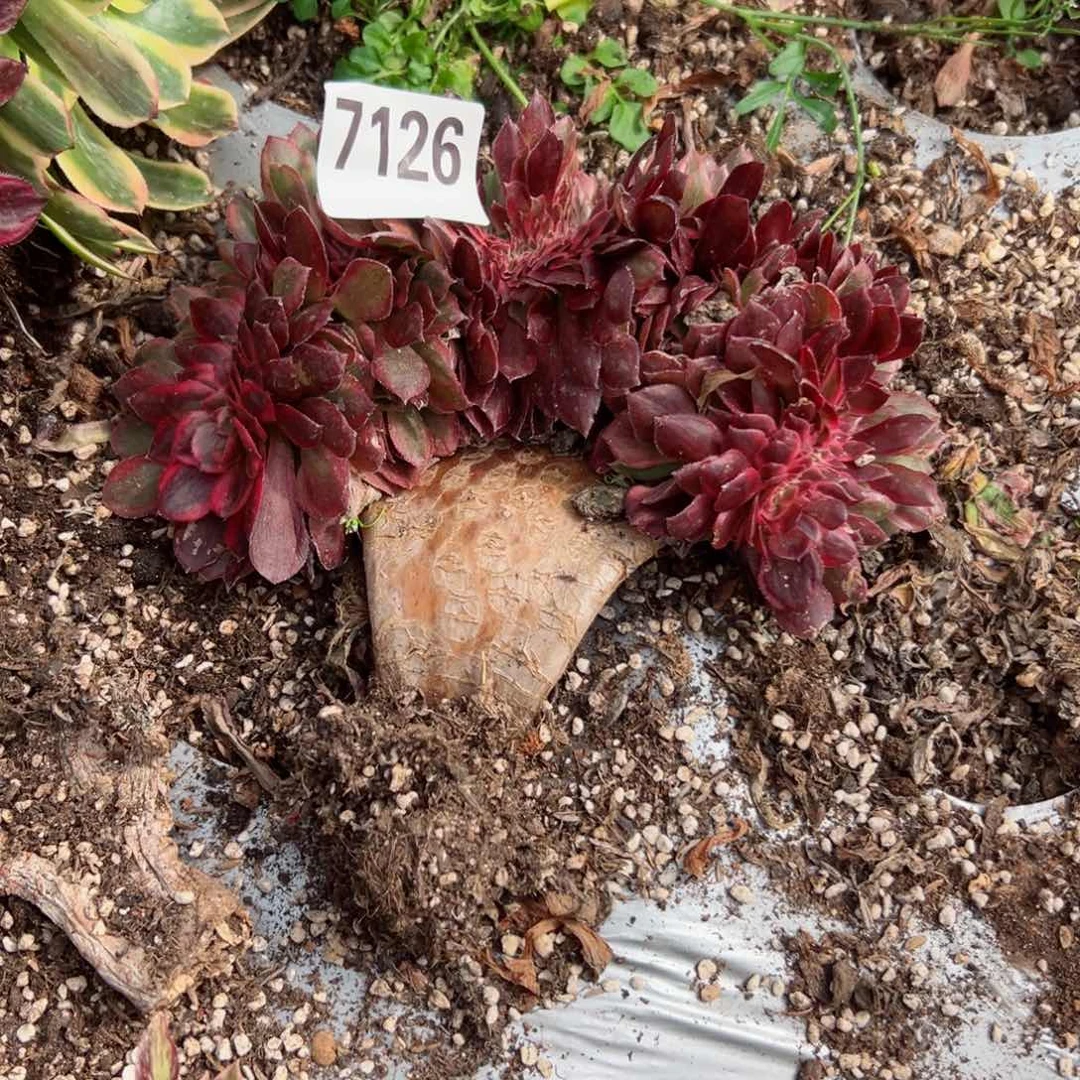 我7126 号多肉法师新年特价荔枝