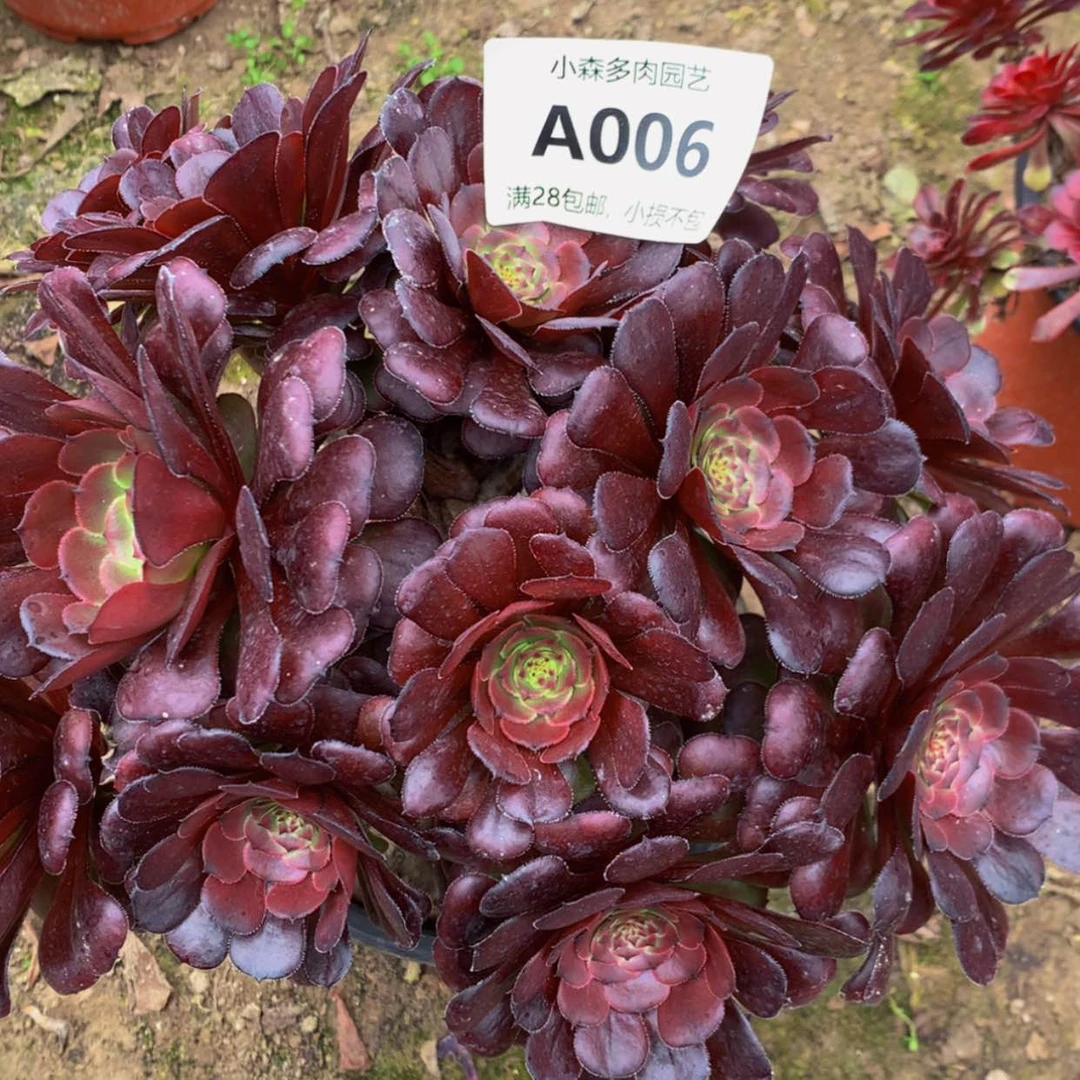 【闪购商品】刘*06萝莉多肉