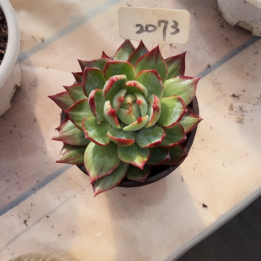 十****惊鸿仙子一物一拍2073号