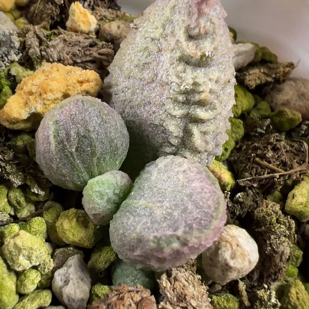 融化纹冰淇淋水泡