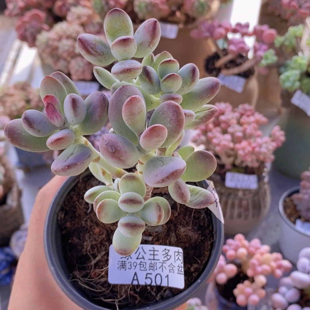 乒乓福娘8cm501多肉植物