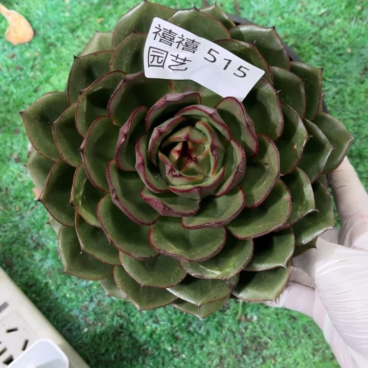 515原始藏宝图多肉