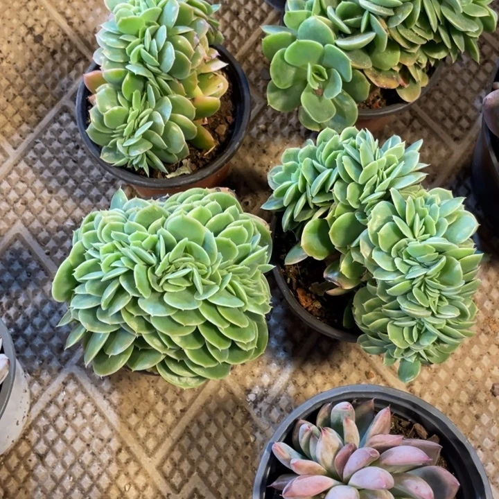 星納塔量拍满20包邮脱土发货