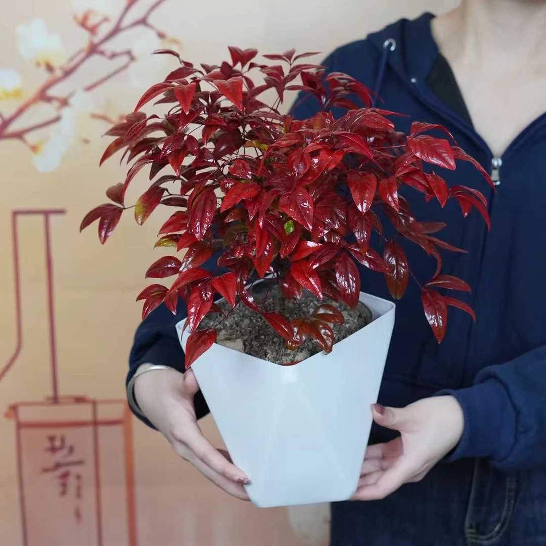 【大号】火焰南天竹盆栽绿植盆景中式客厅茶几易养观叶摆件耐寒植物