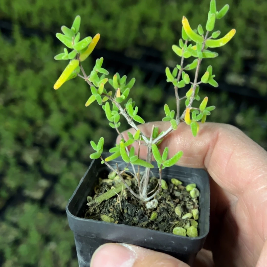 彩虹卷锦55杯老桩福利