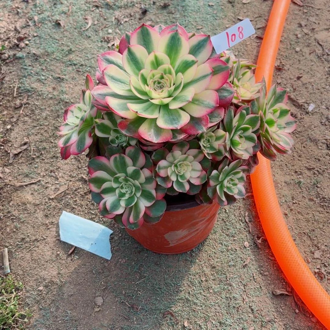 108红荔枝法师多肉植物