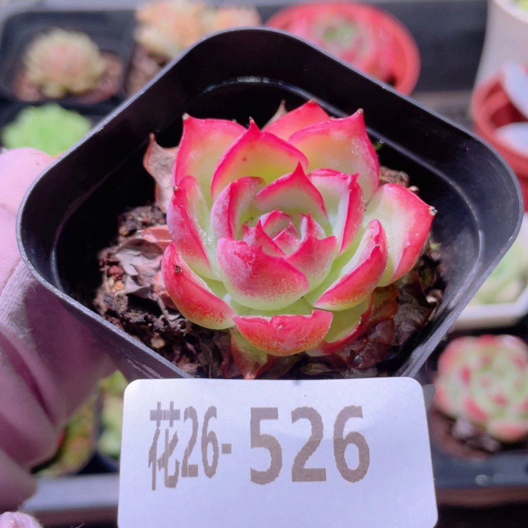 花利美26-526侧影