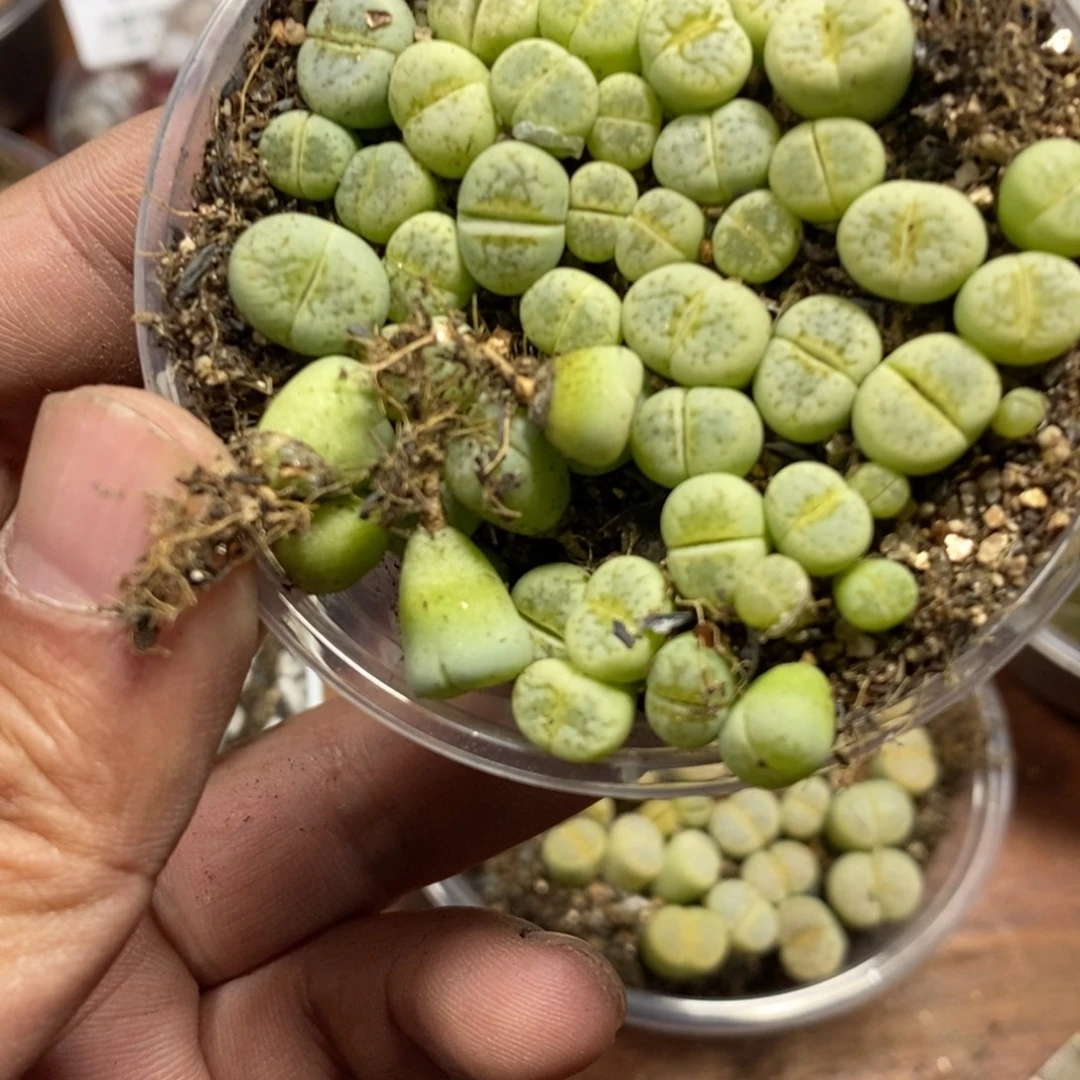 多肉蛋炒饭感谢您相伴725